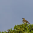 Pipit rousseline